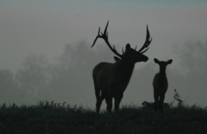 ELK Monitoring – Part 1 – Understanding
