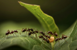 Understanding Work Groups in Pega